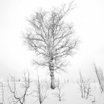 7001 Winter Landscape, Biei, Japan