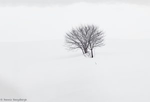 7004 Winter Landscape, Biei, Japan