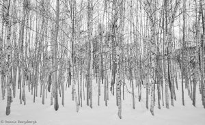 7006 Winter Landscape, Biei, Japan