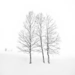 7009 Winter Landscape, Biei, Japan