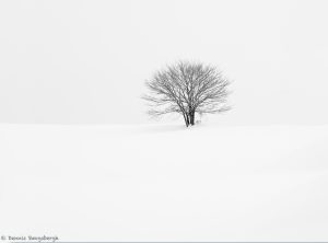 7013 Winter Landscape, Biei, Japan