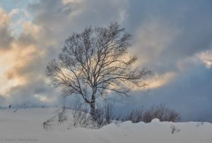 7018 Winter Landscape, Biei, Japan