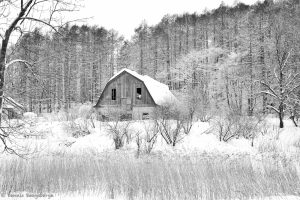 7062 Winter Landscape, Barn in Oumu, Hokkaido, Japan