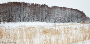 7064 Panorama Winter Landscape, Oumu, Hokkaido, Japan