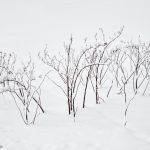7079 Winter Landscape, Oumu, Hokkaido, Japan