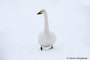 7102 Lake Kutcharo, Tundra Swan (Cygnus columbianus), Hokkaido, Japan