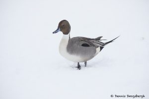 7103 Lake Kutcharo, Northern Pintail Duck (Anas acuta), Hokkaido, Japan