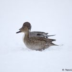 7104 Lake Kutcharo, Northern Pintail Ducks (Anas acuta), Hokkaido, Japan