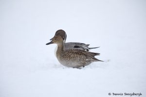 7104 Lake Kutcharo, Northern Pintail Ducks (Anas acuta), Hokkaido, Japan