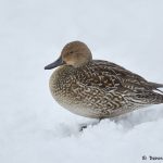 7105 Lake Kutcharo, Female Northern Pintail Duck (Anas acuta), Hokkaido, Japan