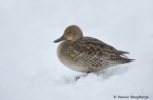 7105 Lake Kutcharo, Female Northern Pintail Duck (Anas acuta), Hokkaido, Japan