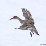 7106 Lake Kutcharo, Female Northern Pintail Duck (Anas acuta), Hokkaido, Japan