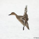 7107 Lake Kutcharo, Female Northern Pintail Duck (Anas acuta), Hokkaido, Japan