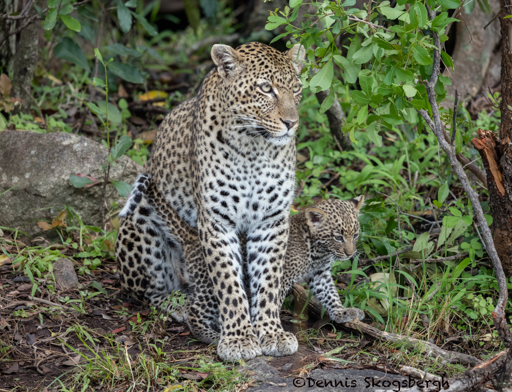 4895 African Leopard with Cub, North East Serengeti, Tanzania - Dennis Skogsbergh ...1024 x 785