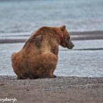6850 Kodiak Bear, Katmai National Park, Alaska