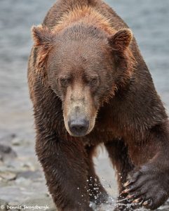 5882 Kodiak Bear, Katmai National Park, Alaska
