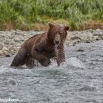 6844 Kodiak Bear, Katmai National Park, Alaska
