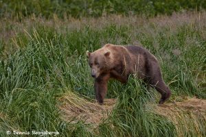 6834 Kodiak Bear, Katmai National Park, Alaska