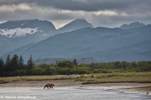 6869 Hallo Bay, Katmai National Park, Alaska