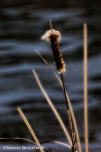 1909 Cattail (Tyfa latifolia), Sunset