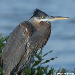 6808 Great Blue Heron (Ardea herodias), Hagerman NWR, Texas