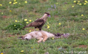 4124 Juvenile Crested Caracara, Rio Grande Valley, TX