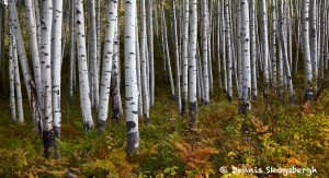 7263 Autumn Colors, San Juan Mountains, CO