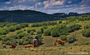 1405 Cowboy Driving Cattle