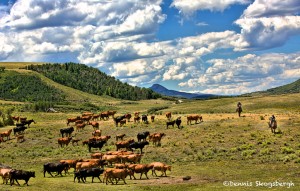 1406 Cowboys Driving Cattle