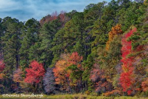 1768 Autumn Color