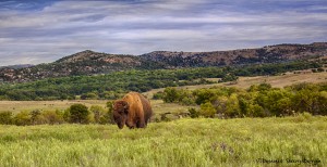 1872 Bison Habitat