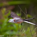 1087 Scissor-tailed Flycatcher, Hagerman National Wildlife Refuge, TX