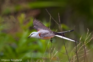 1087 Scissor-tailed Flycatcher, Hagerman National Wildlife Refuge, TX