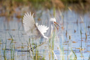 1120 Snowy Egret (Egretta thula), Displaying Plumage