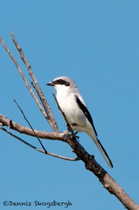 1139 Loggerhead Shrike, Hagerman National Wildlife Refuge, TX