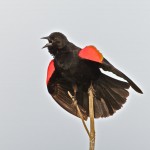 1143 Male, Red-winged Blackbird, Hagerman National Wildlife Refuge, TX