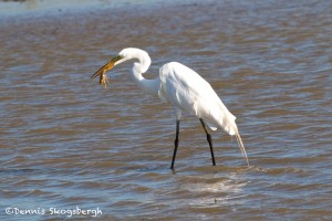 1152 Great White Egret, Feeding