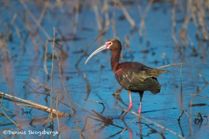 1156 White-faced Ibis, Breeding Plumage