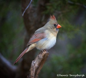 1219 Female Northern Cardinal, Palo Duro Canyon State Park, TX