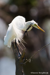 1267 Great Egret