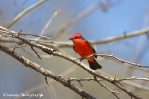 1335 Vermillion Flycatcher, Block Creek Natural Area, Kendall County, TX