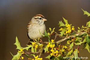 1338 Chipping Sparrow, Block Creek Natural Area, Kendall County, TX