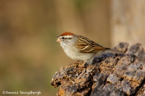 1339 Chipping Sparrow, Block Creek Natural Area, Kendall County, TX