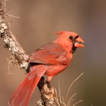 1341 Male Northern Cardinal. Block Creek Natural Area, Kendall County, TX