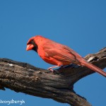 1355 Male Northern Cardinal, Block Creek Natural Area, Kendall County, TX