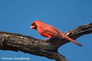 1355 Male Northern Cardinal, Block Creek Natural Area, Kendall County, TX