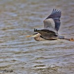 1391 Great Blue Heron, Hagerman National Wildlife Refuge, TX