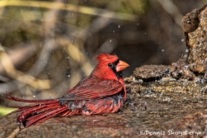 1396 Male Northern Cardinal. Palo Duro Canyon State Park, TX