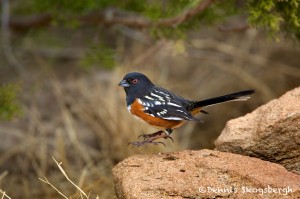 1396 Spotted Towhee. Palo Duro Canyon State Park, TX