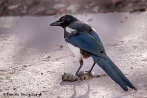 1409 Magpie with dinner, Aspen, CO